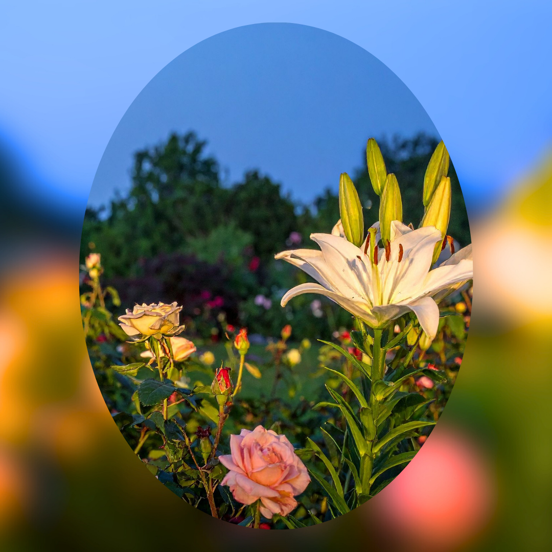 Midnight Bloom