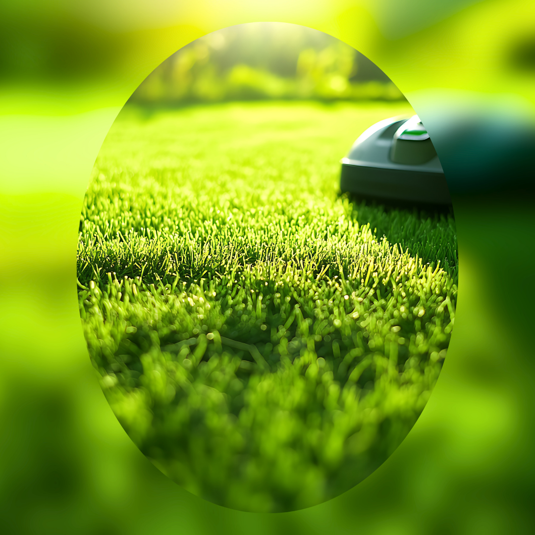 Morning Mow