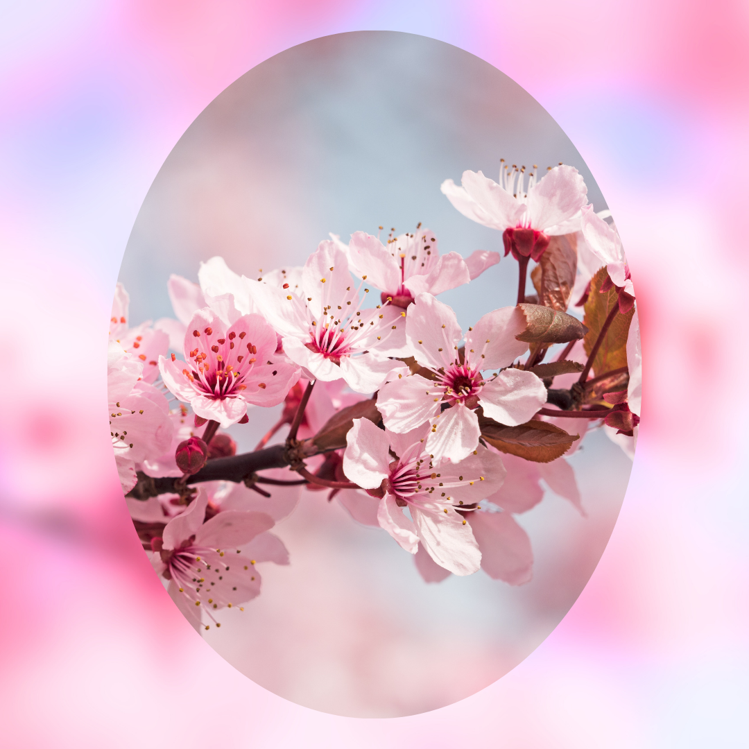 Sakura Silk
