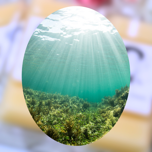 Aqua Minerals & Sea Kelp