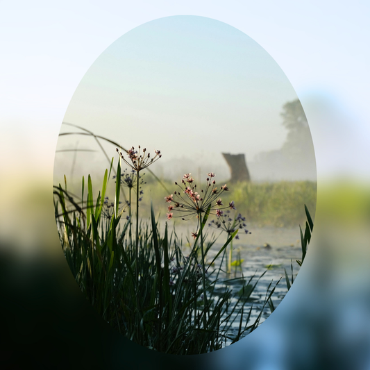 Dawn Mist