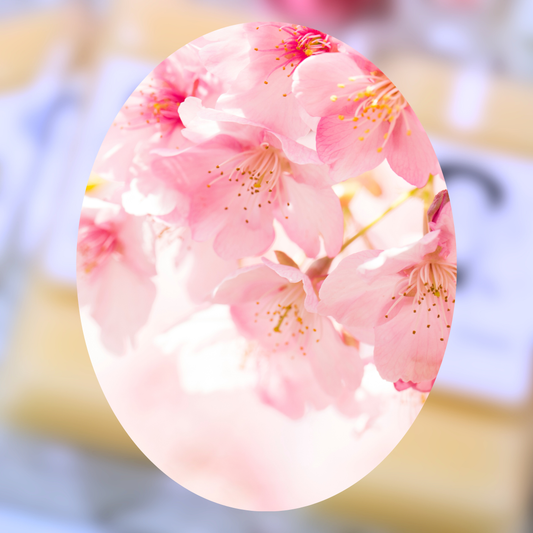 Japanese Cherry Blossom