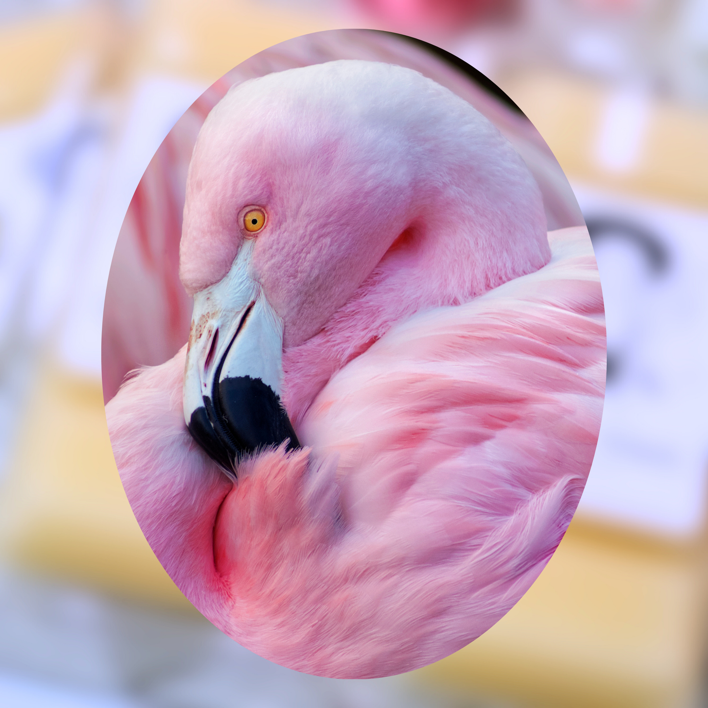 Pink Flamingo