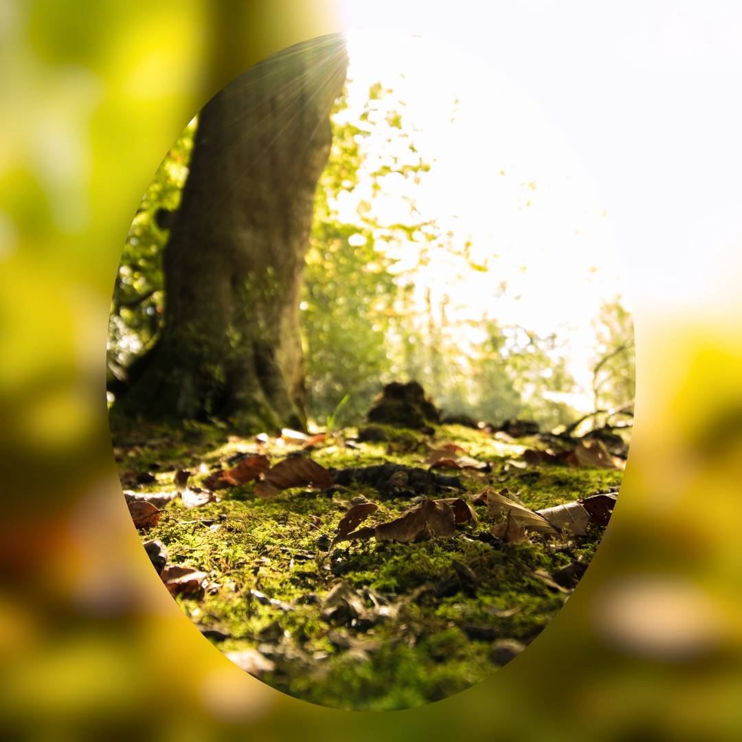 Shadow Grove