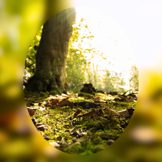 Shadow Grove
