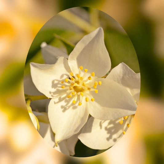 Sunlit Bloom
