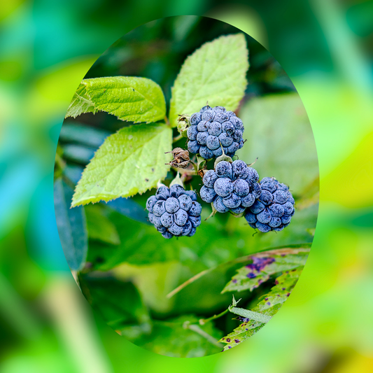 Wild Dewberry