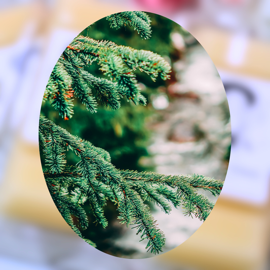 Winter Fir